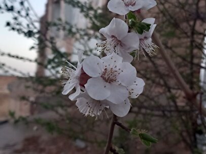 رُخ نمایی بهار در گیلان/ هوا گرم‌تر خواهد شد؟